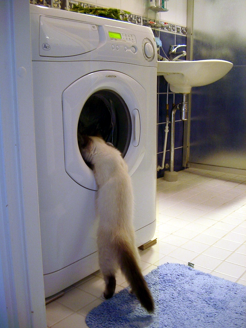 Um gato investigando uma máquina de lavar com abertura frontal